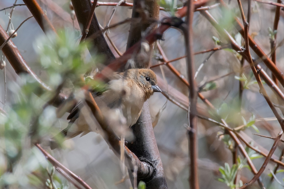 Lazuli Bunting - ML618555980