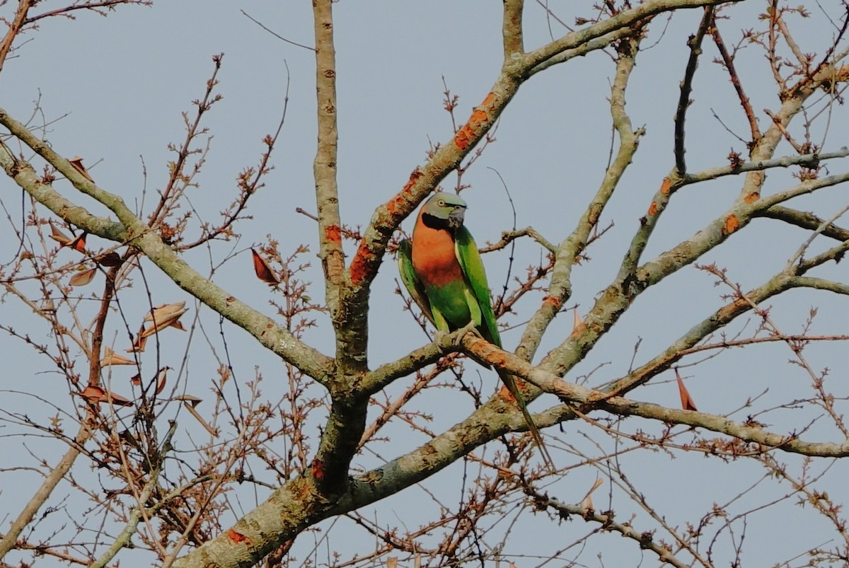 Red-breasted Parakeet - John Clark