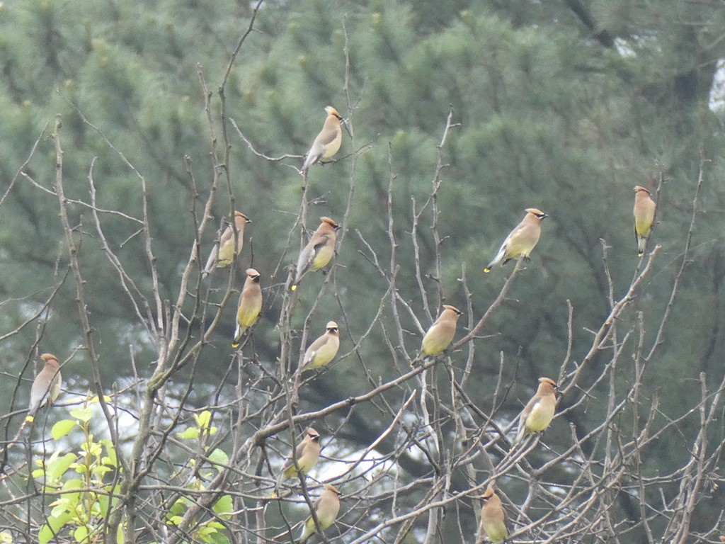 Cedar Waxwing - ML618555989