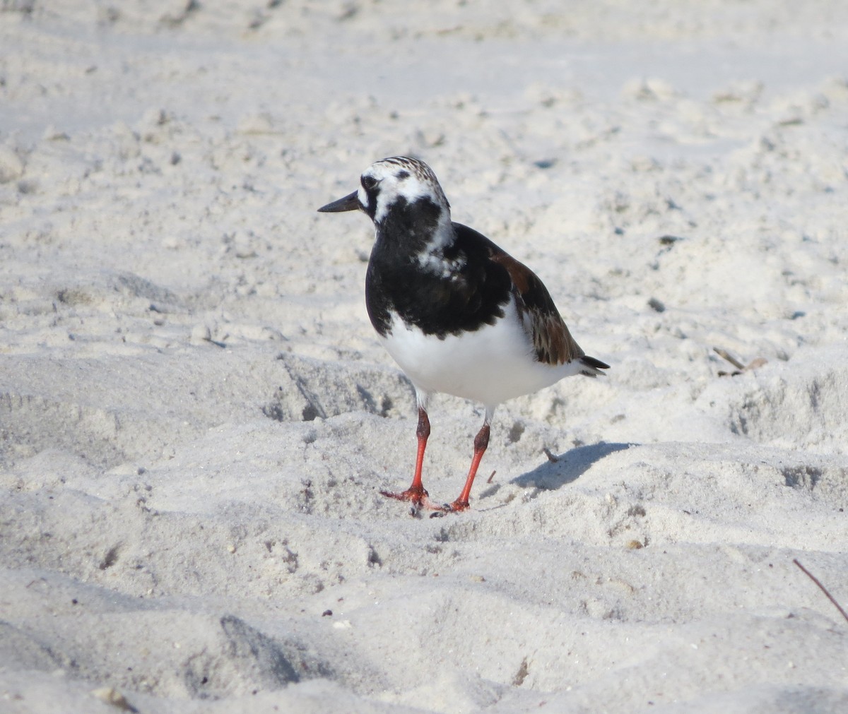 Ruddy Turnstone - ML618556009