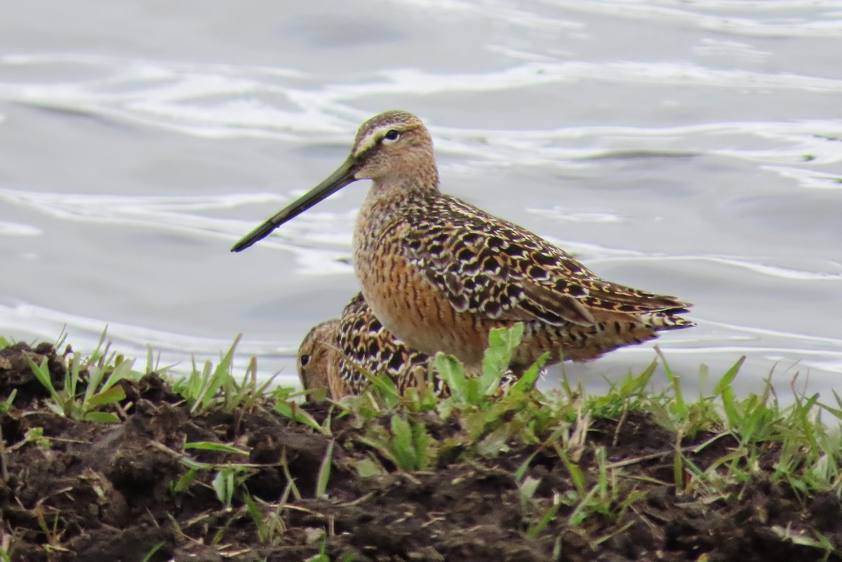 Long-billed Dowitcher - ML618556033