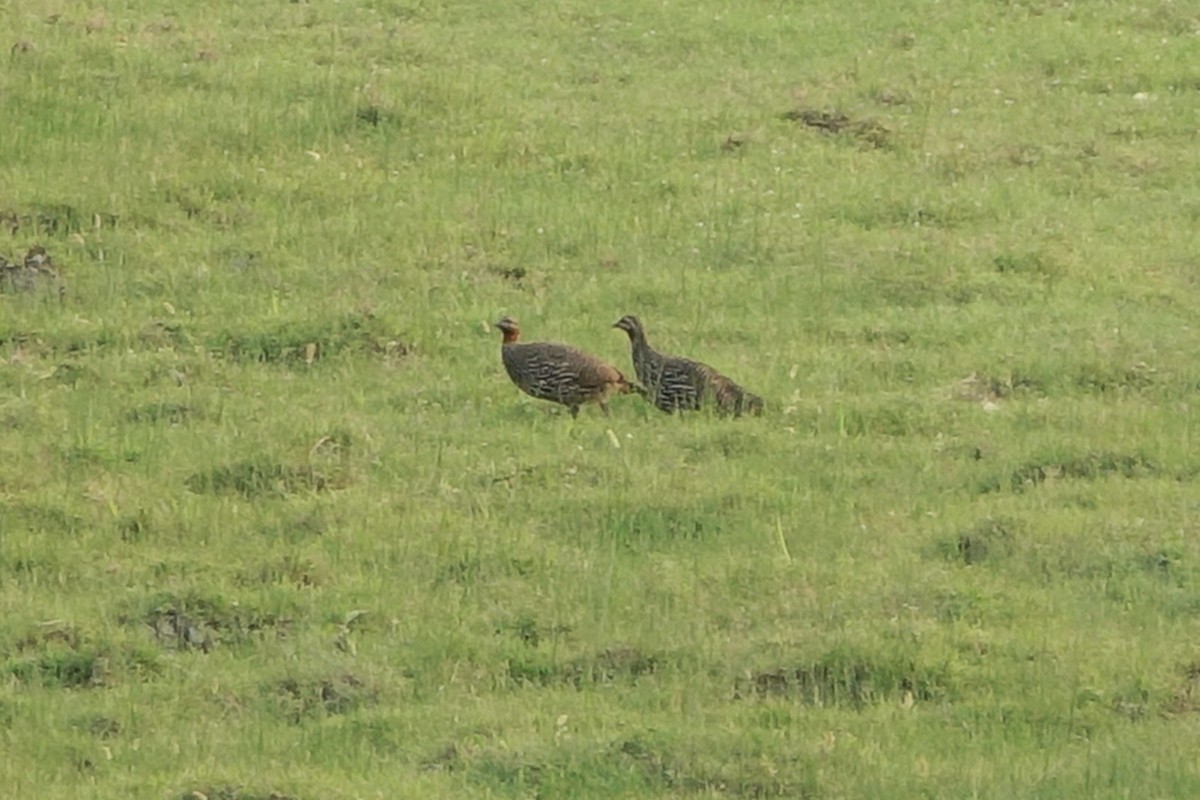 Swamp Francolin - ML618556038