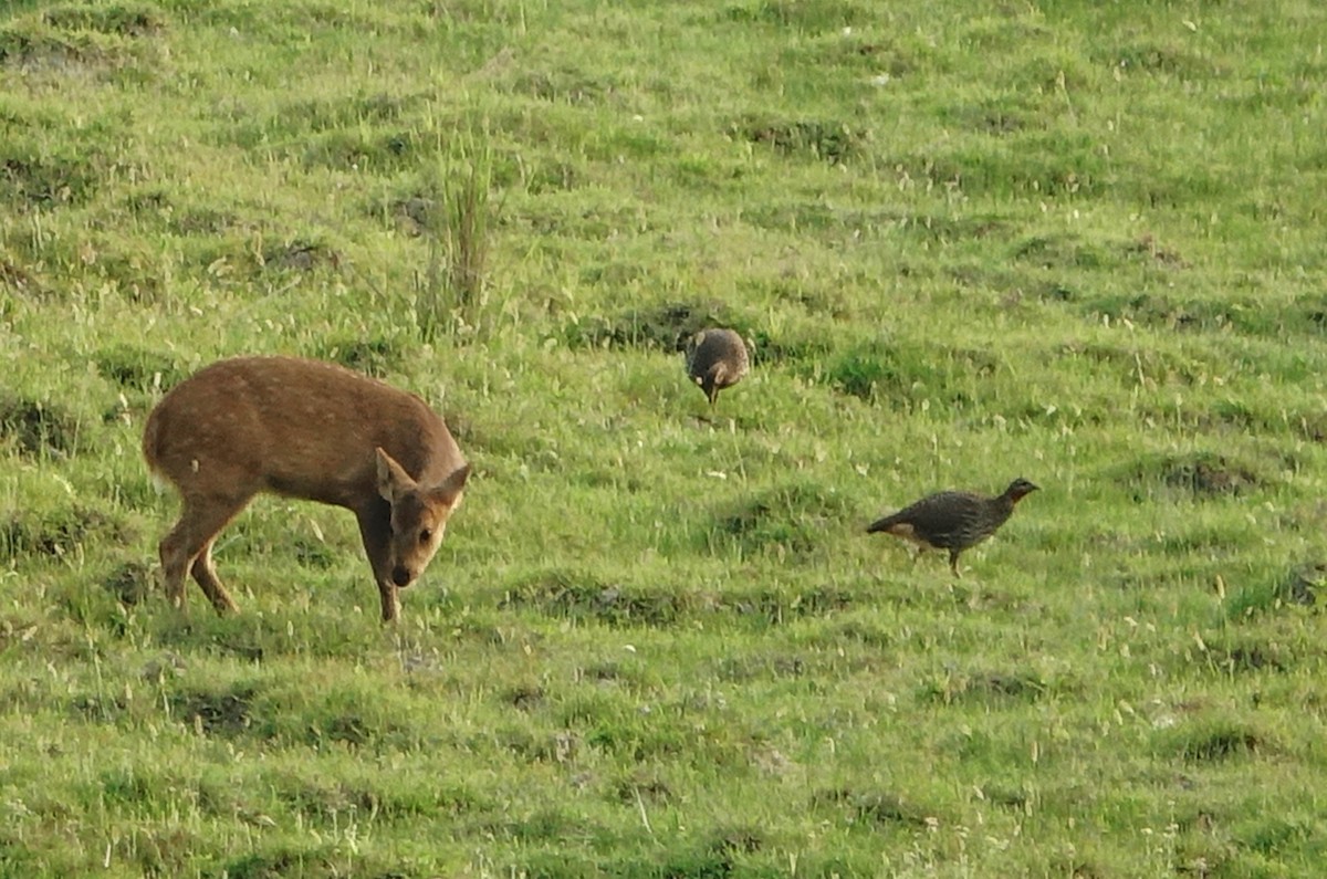 Francolin multiraie - ML618556039