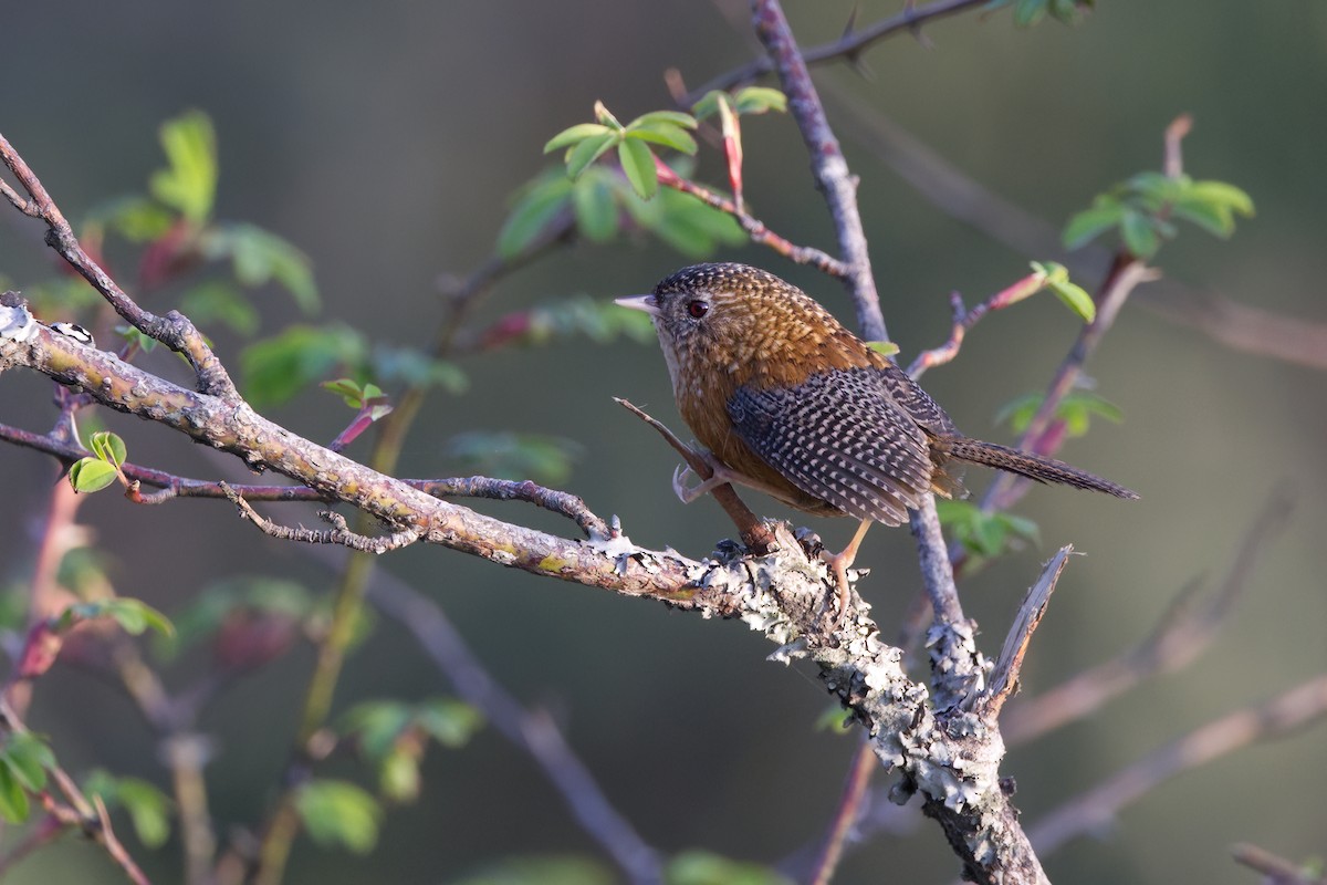 Bar-winged Wren-Babbler - ML618556054