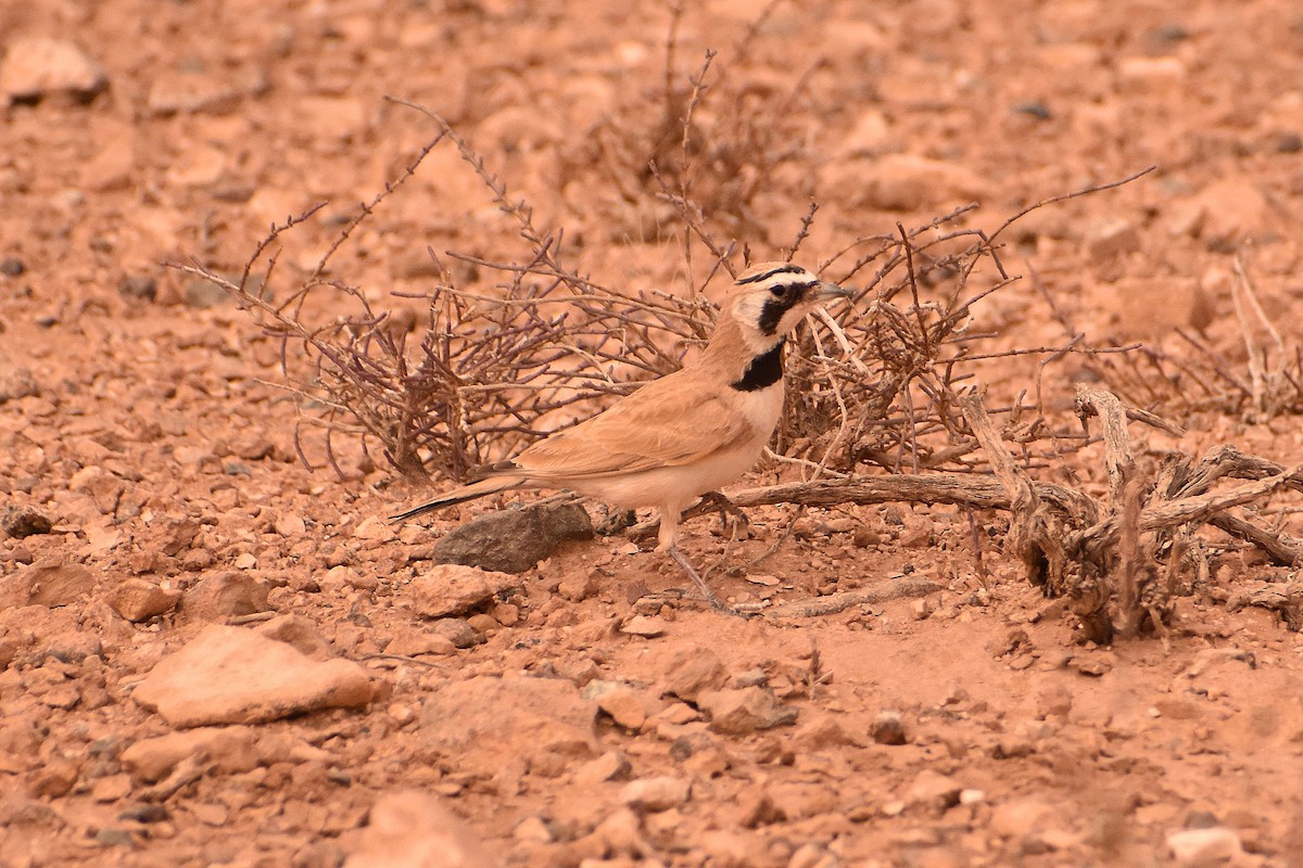 Temminck's Lark - ML618556079