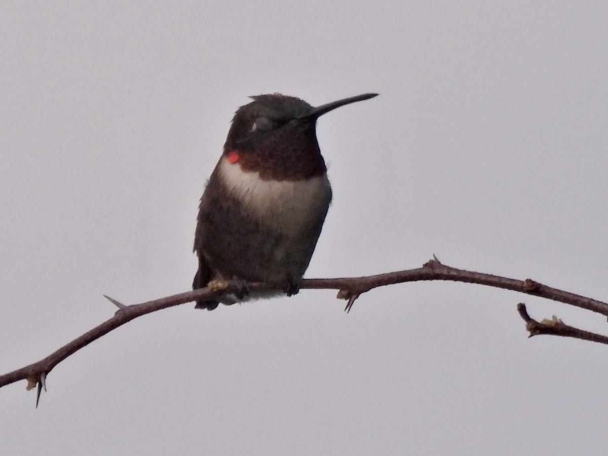 Ruby-throated Hummingbird - ML618556089