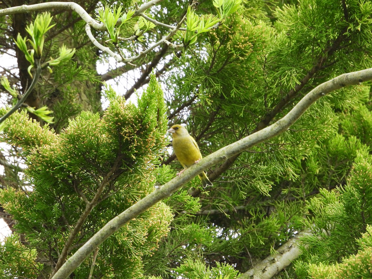 European Greenfinch - Stephen Matthews