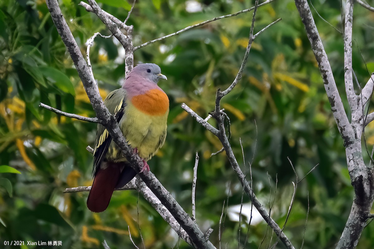 Pembe Boyunlu Yeşil Güvercin - ML618556102