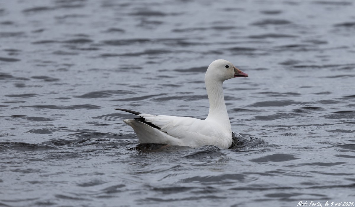 Snow/Ross's Goose - ML618556115