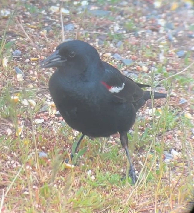 Tricolored Blackbird - Micah Silver