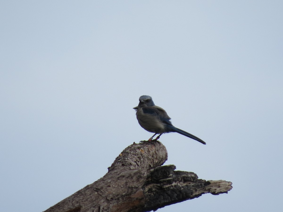 Florida Scrub-Jay - ML618556127