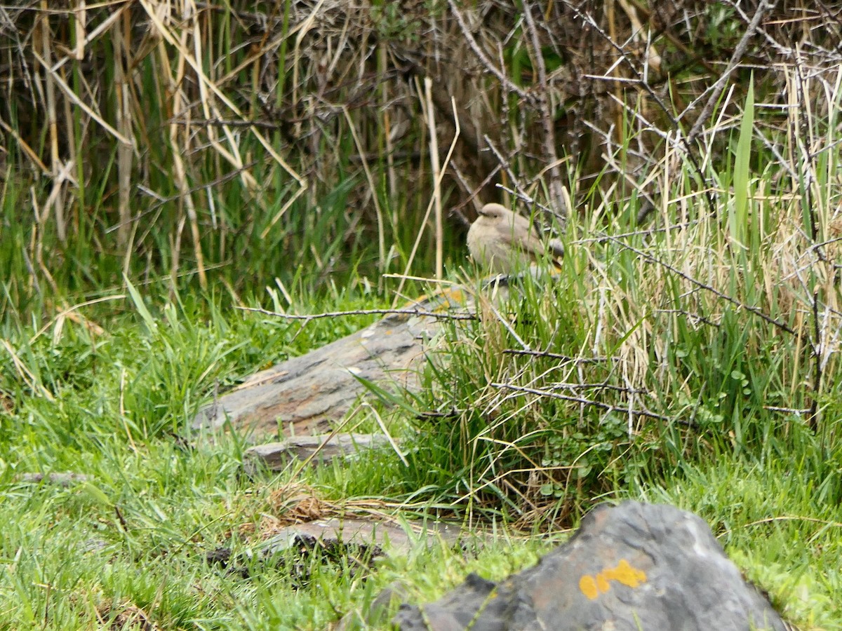 White-winged Redstart - Hein Prinsen