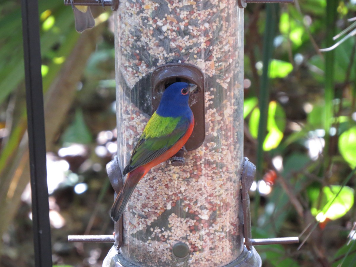 Painted Bunting - ML618556143