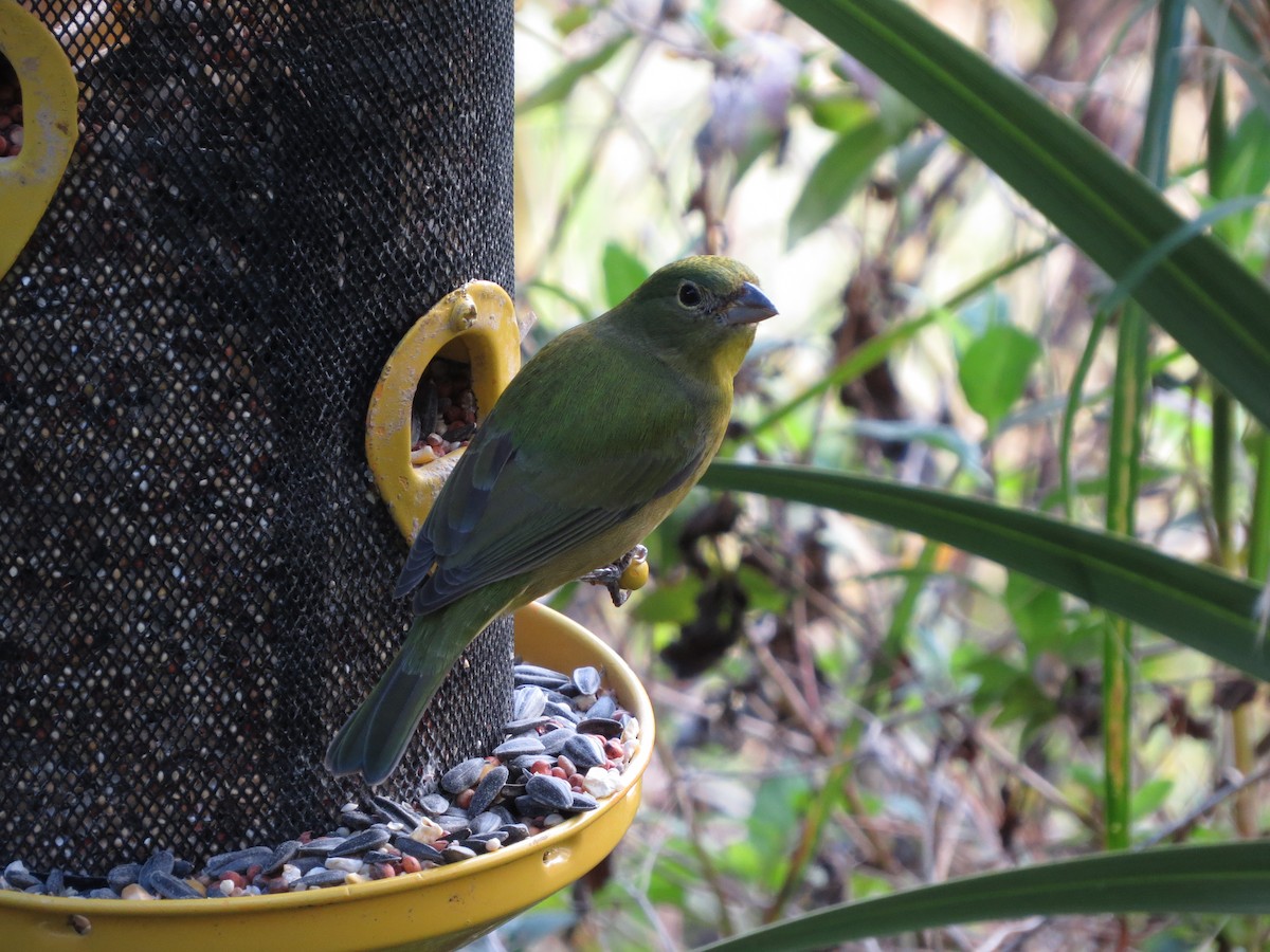 Painted Bunting - ML618556144