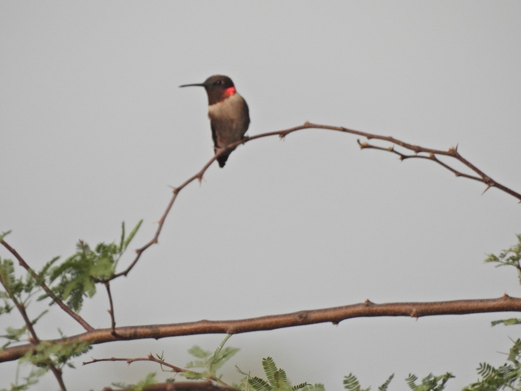 Ruby-throated Hummingbird - ML618556146