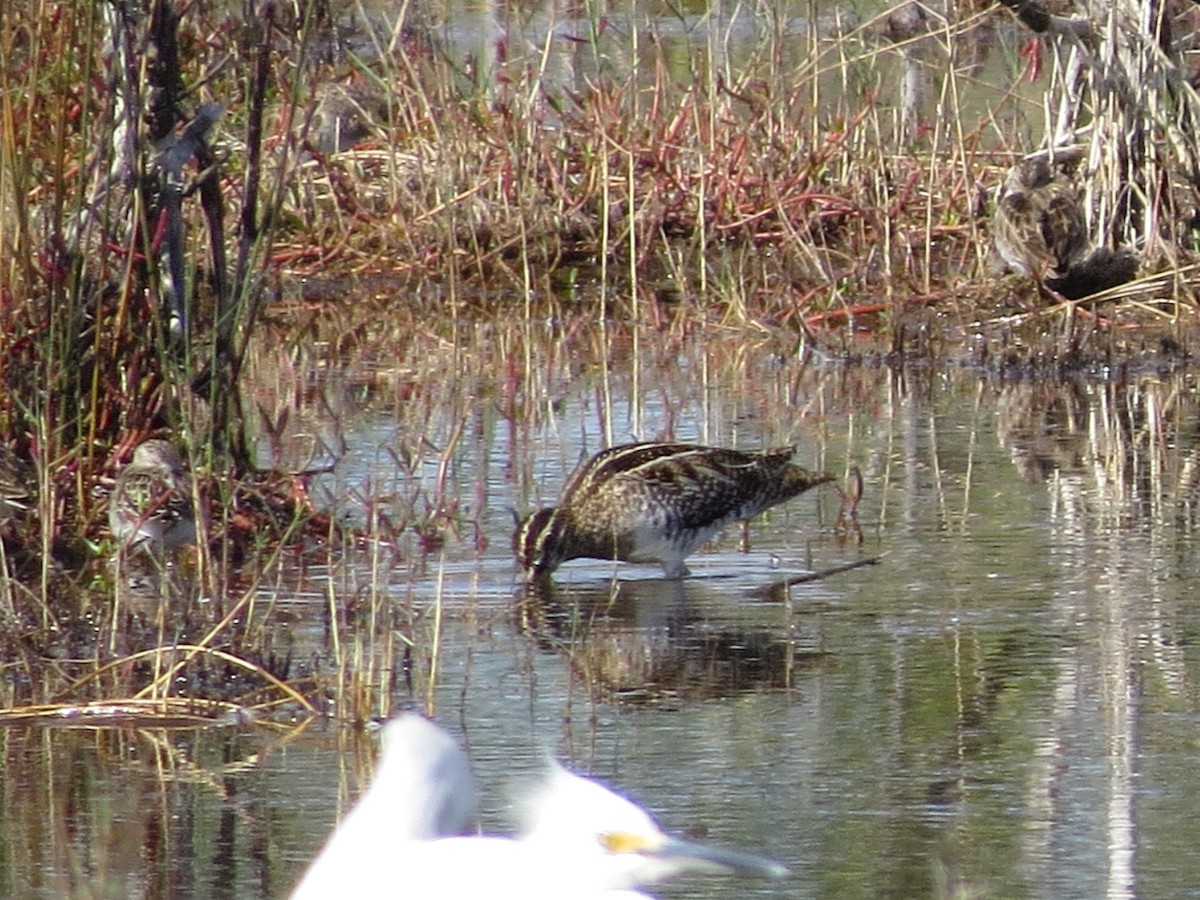 Wilson's Snipe - ML618556181