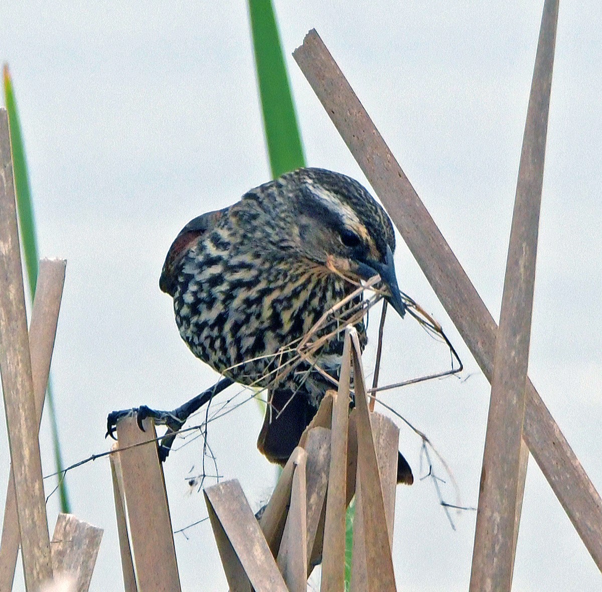 Red-winged Blackbird - ML618556193