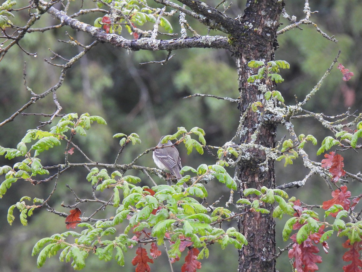 Dusky Flycatcher - Keith Riding