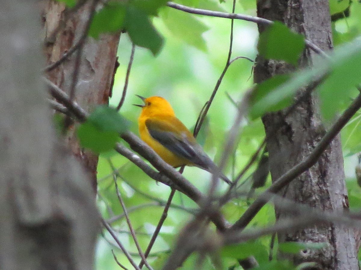 Prothonotary Warbler - ML618556235
