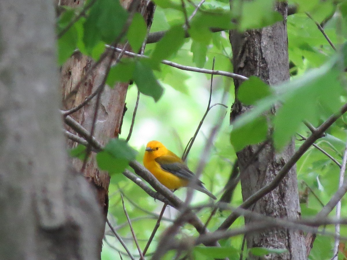 Prothonotary Warbler - ML618556236