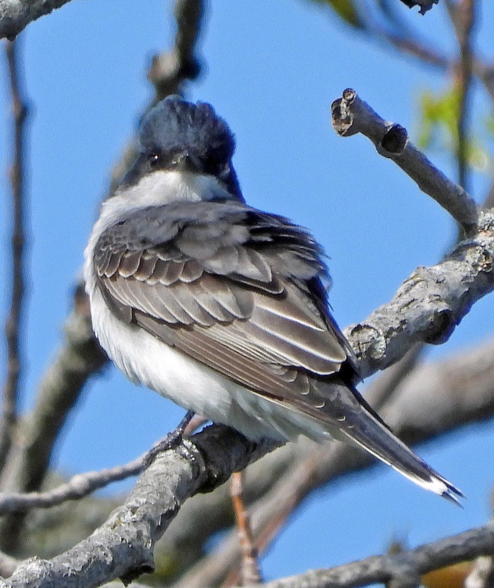 Eastern Kingbird - ML618556244