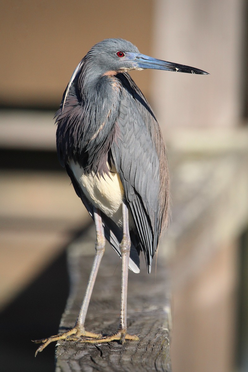 Tricolored Heron - ML618556251