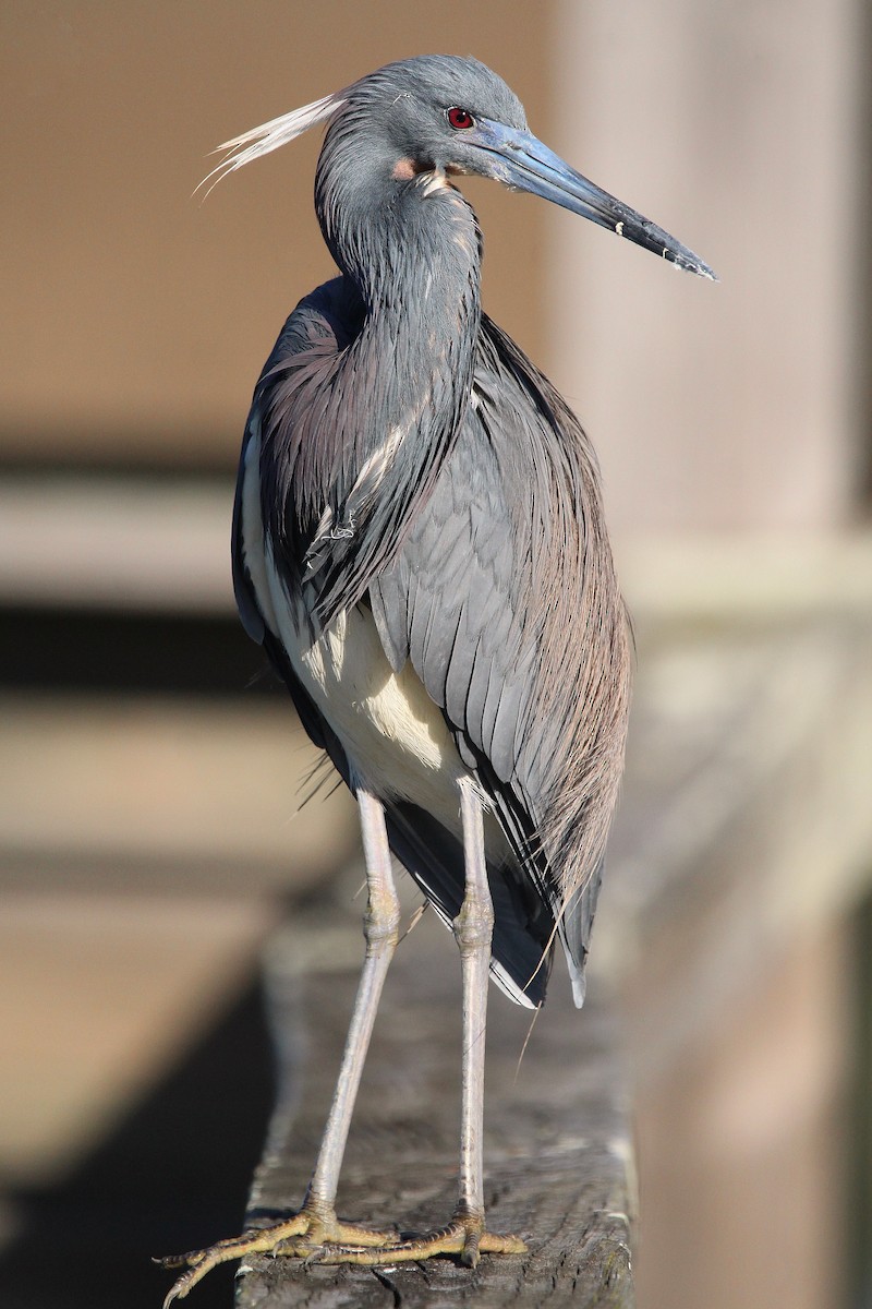 Tricolored Heron - ML618556252