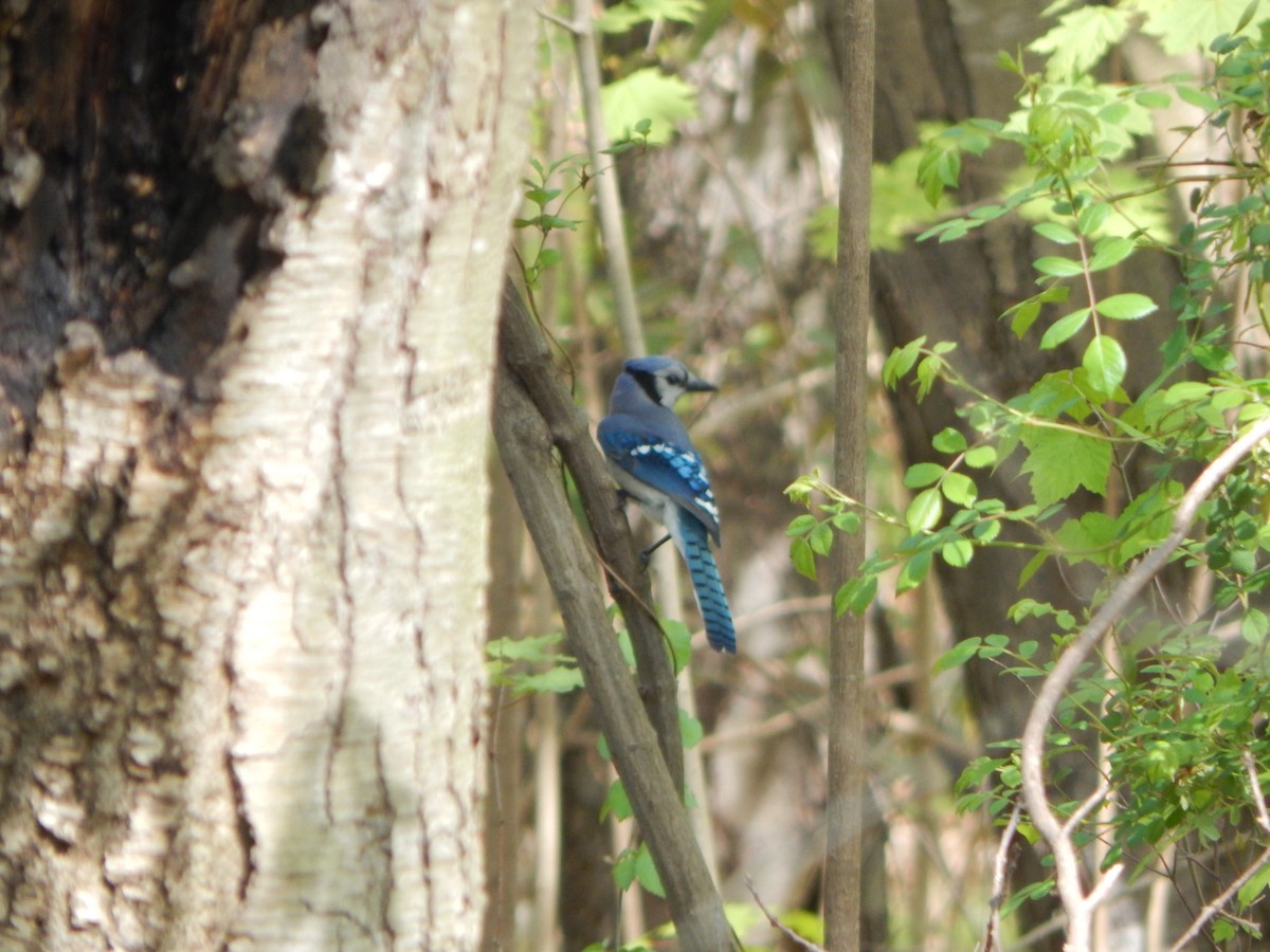 Blue Jay - Massimo Antonelli