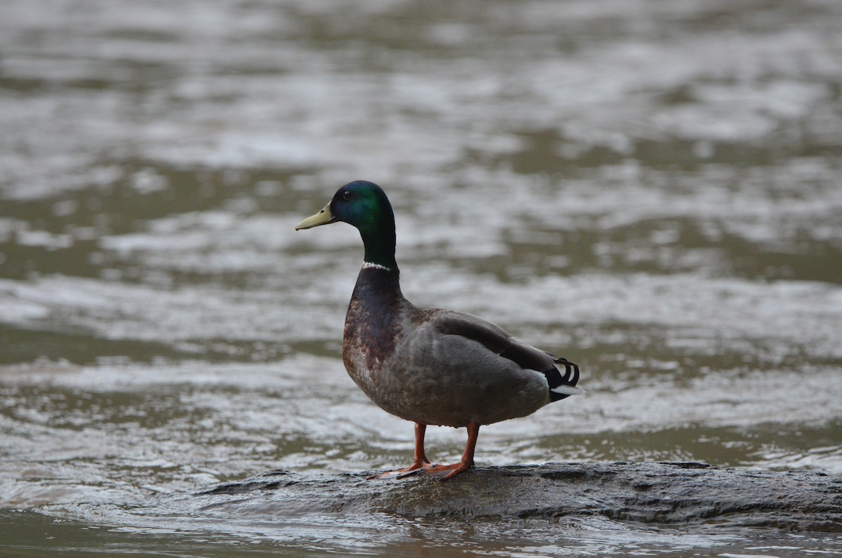 Mallard - ML618556275