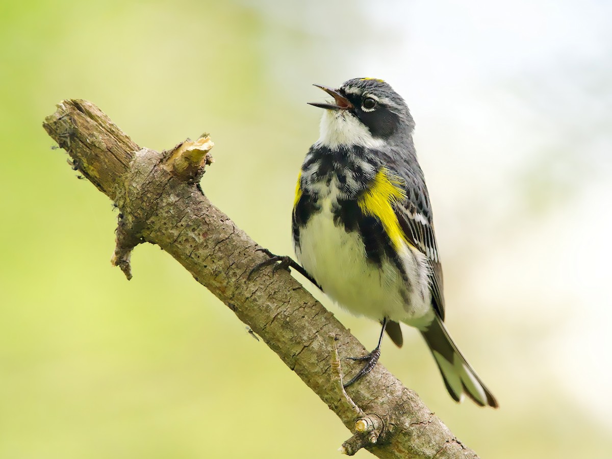 Yellow-rumped Warbler - ML618556281