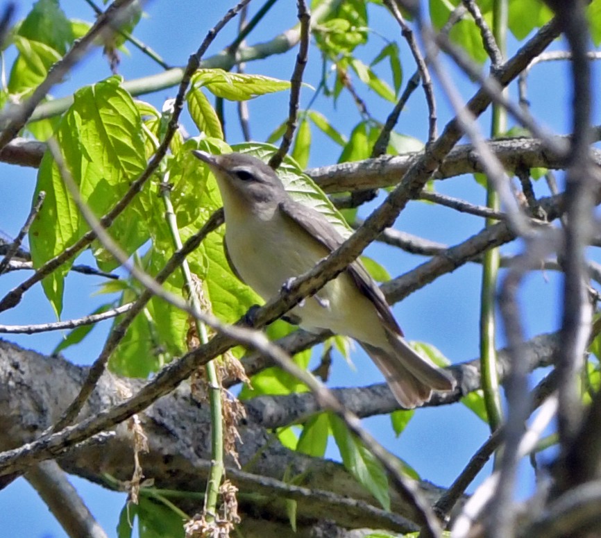 Warbling Vireo - ML618556295