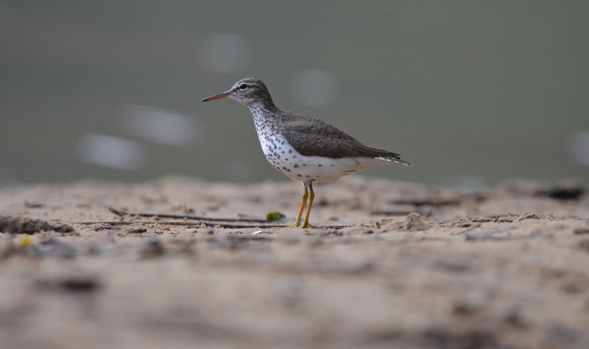 Spotted Sandpiper - ML618556303