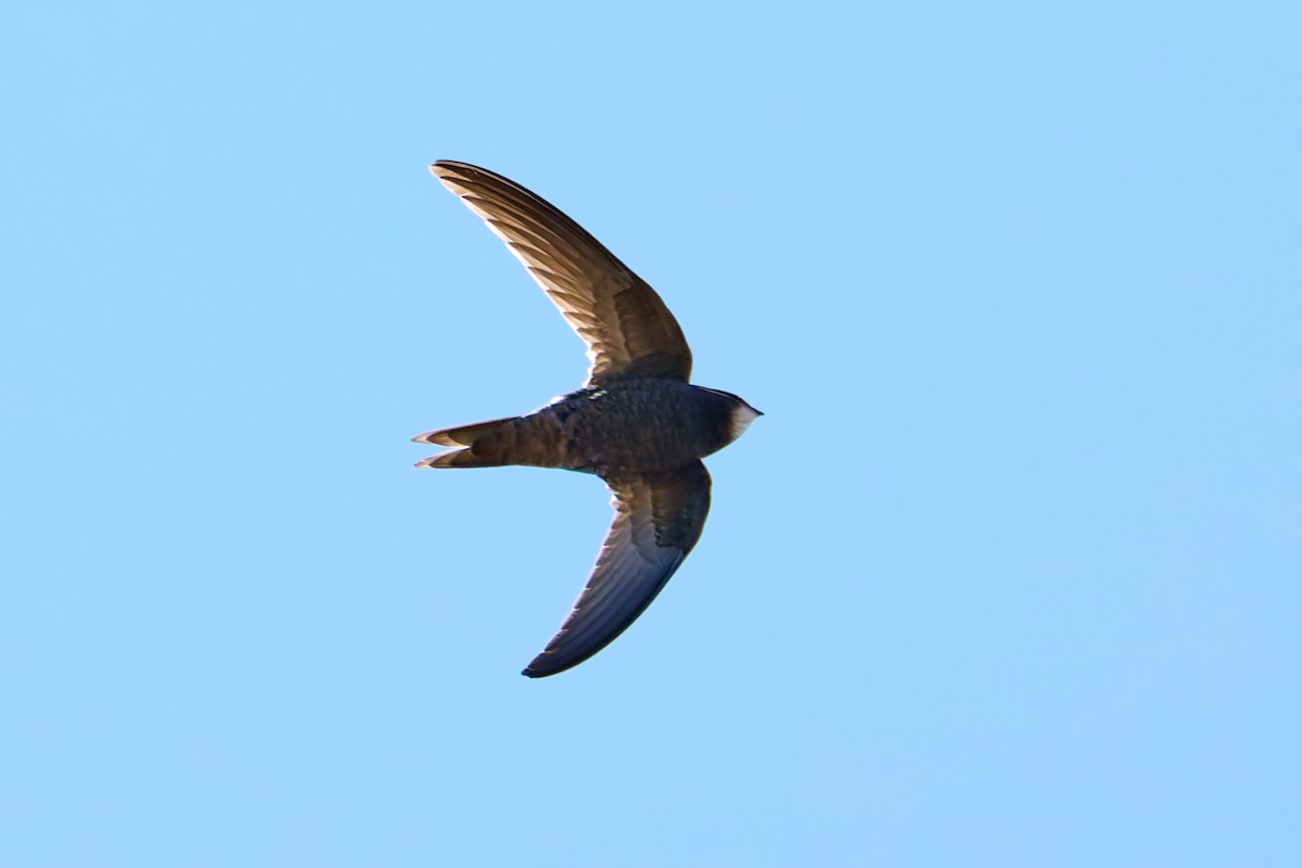 Common Swift - ML618556308