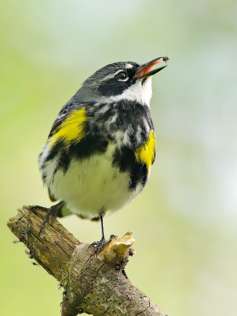 Yellow-rumped Warbler - ML618556314