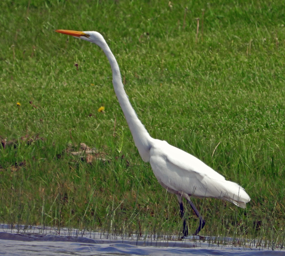 Great Egret - ML618556330