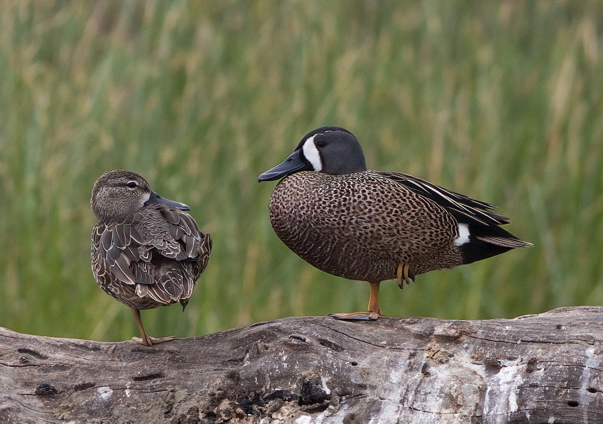 Blue-winged Teal - ML618556366