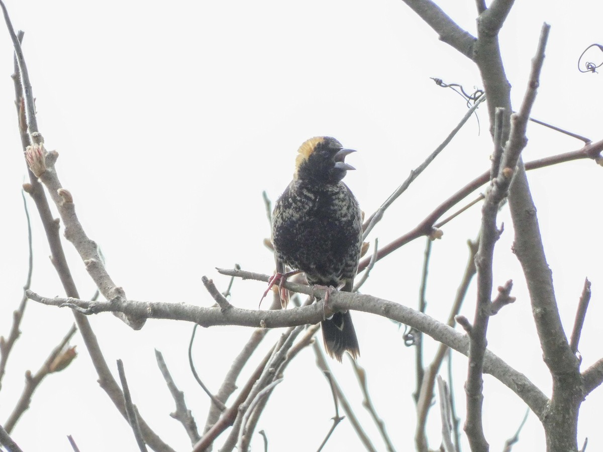 bobolink americký - ML618556382