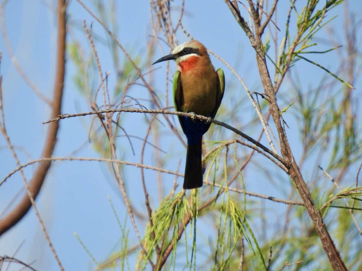 White-fronted Bee-eater - Nick Odio