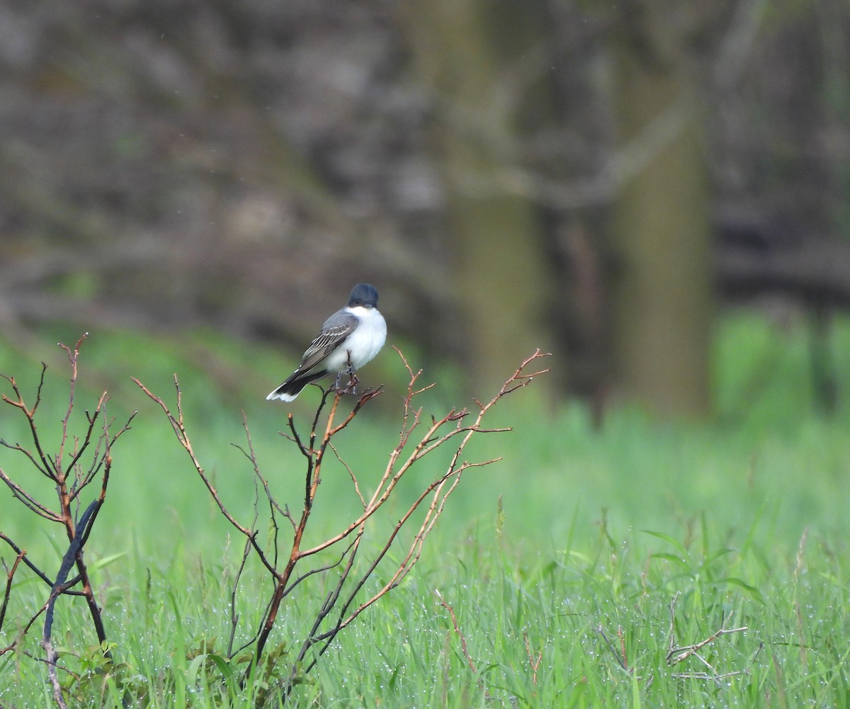 Eastern Kingbird - Lisa Pool