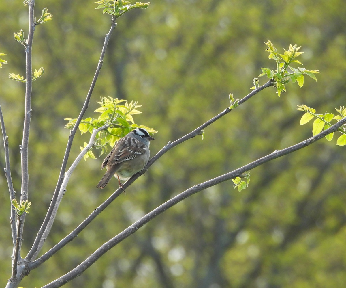 White-crowned Sparrow - ML618556439