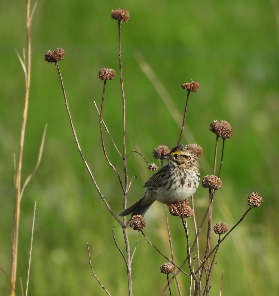 Savannah Sparrow - Lisa Pool