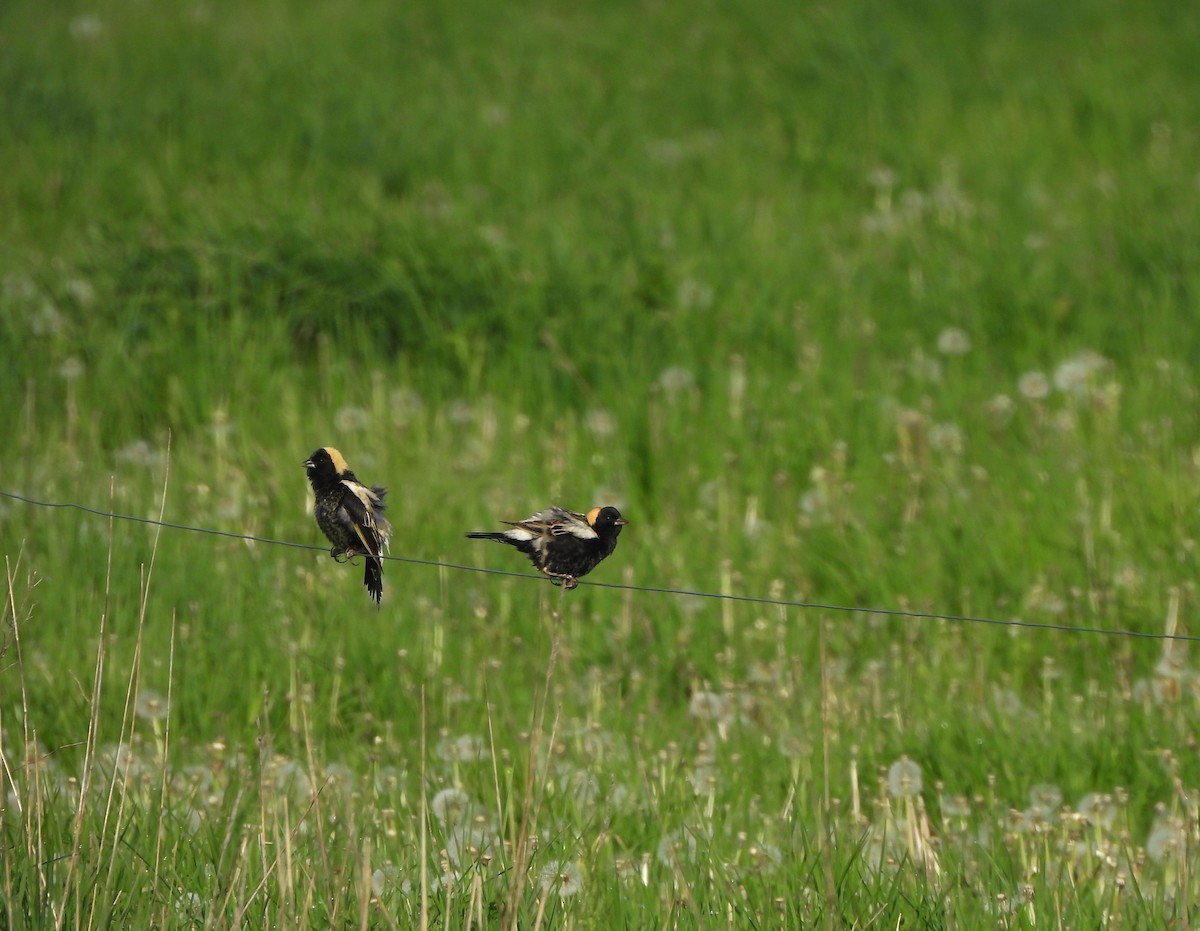 Bobolink - Lisa Pool