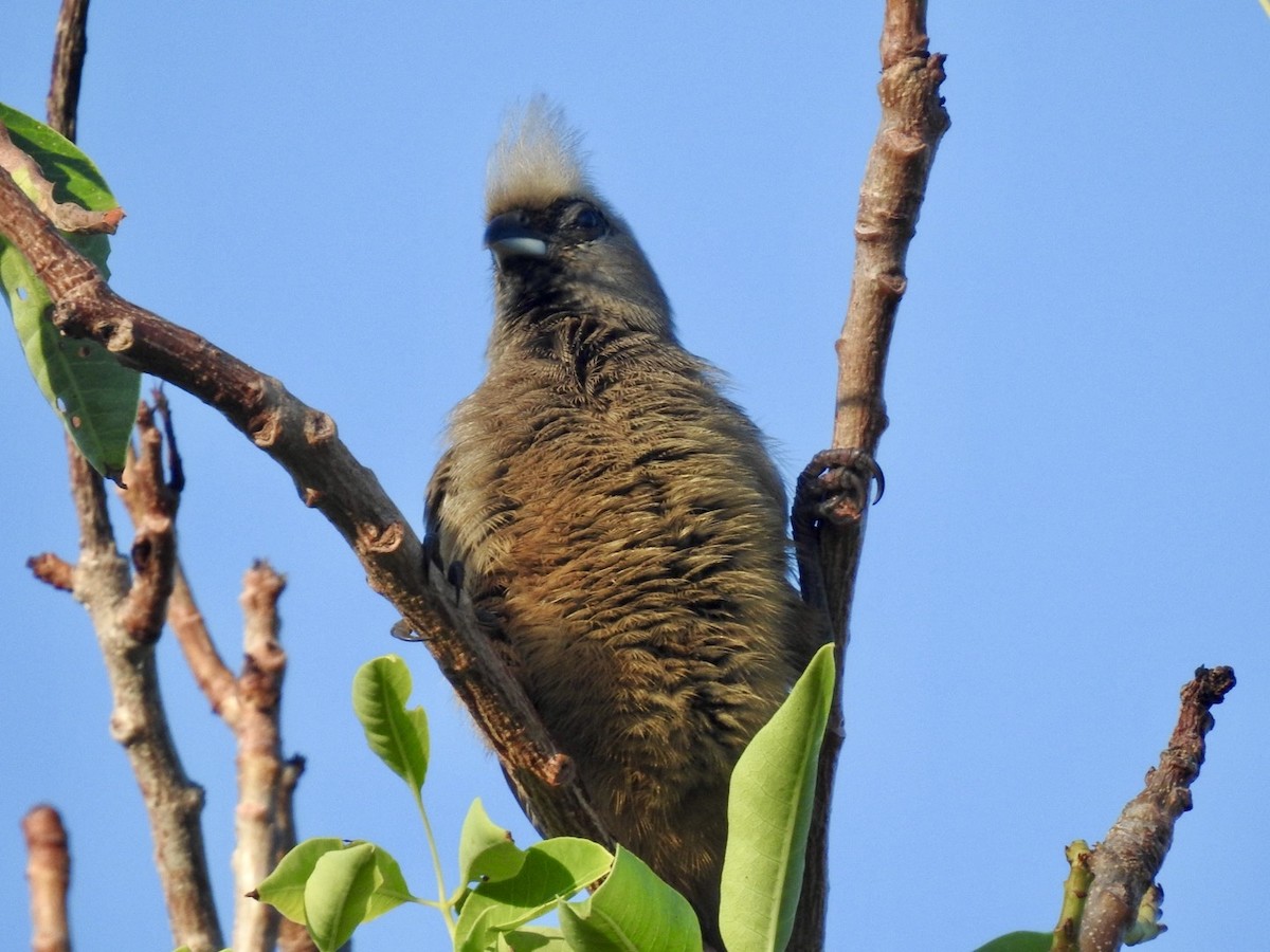 Speckled Mousebird - ML618556456