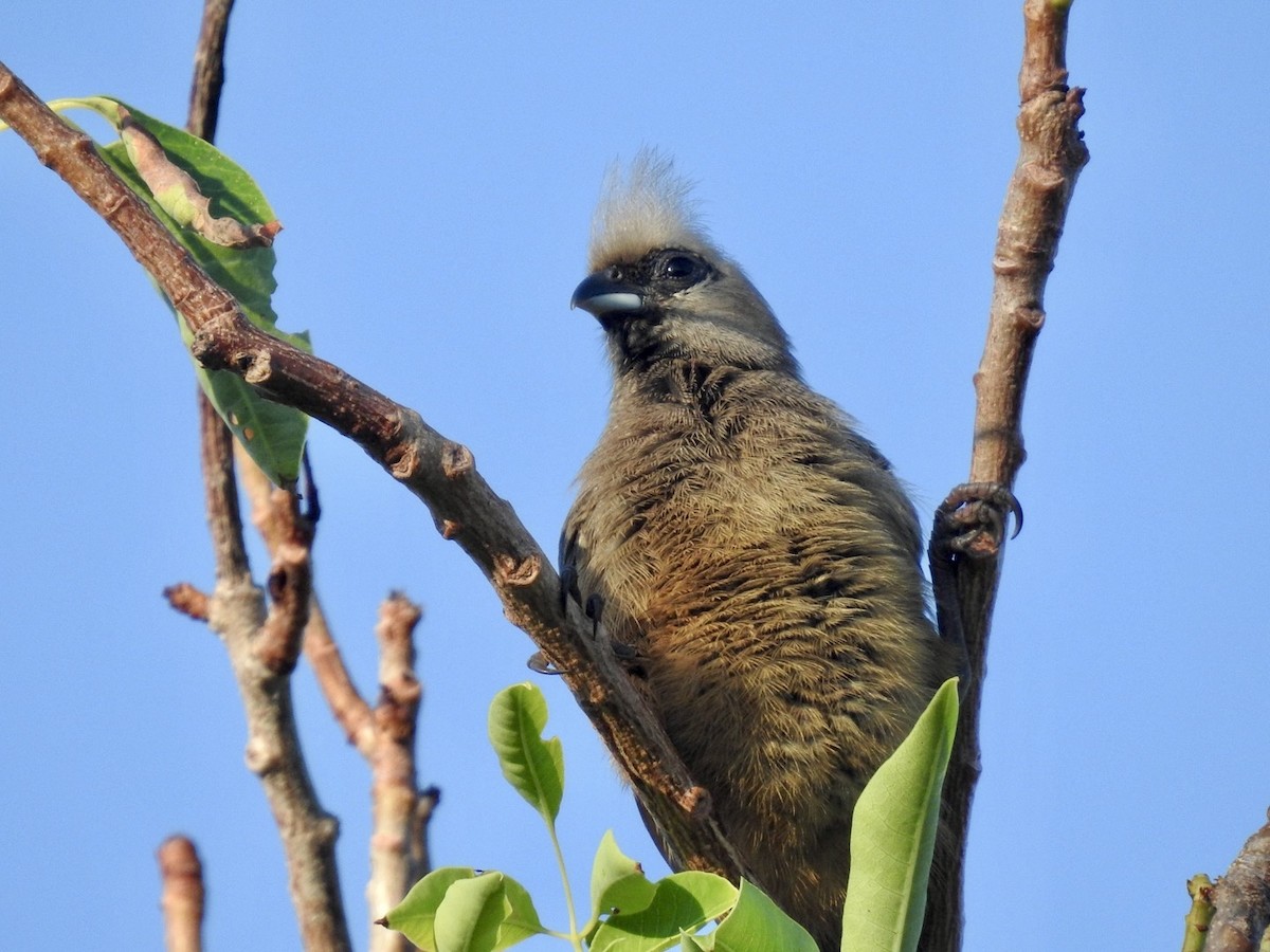 Speckled Mousebird - ML618556458