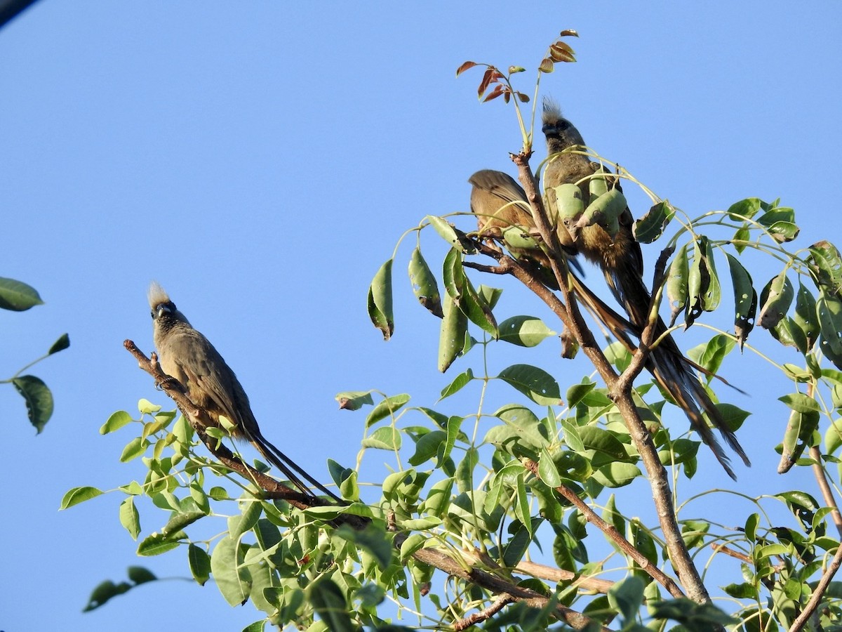 Speckled Mousebird - ML618556459