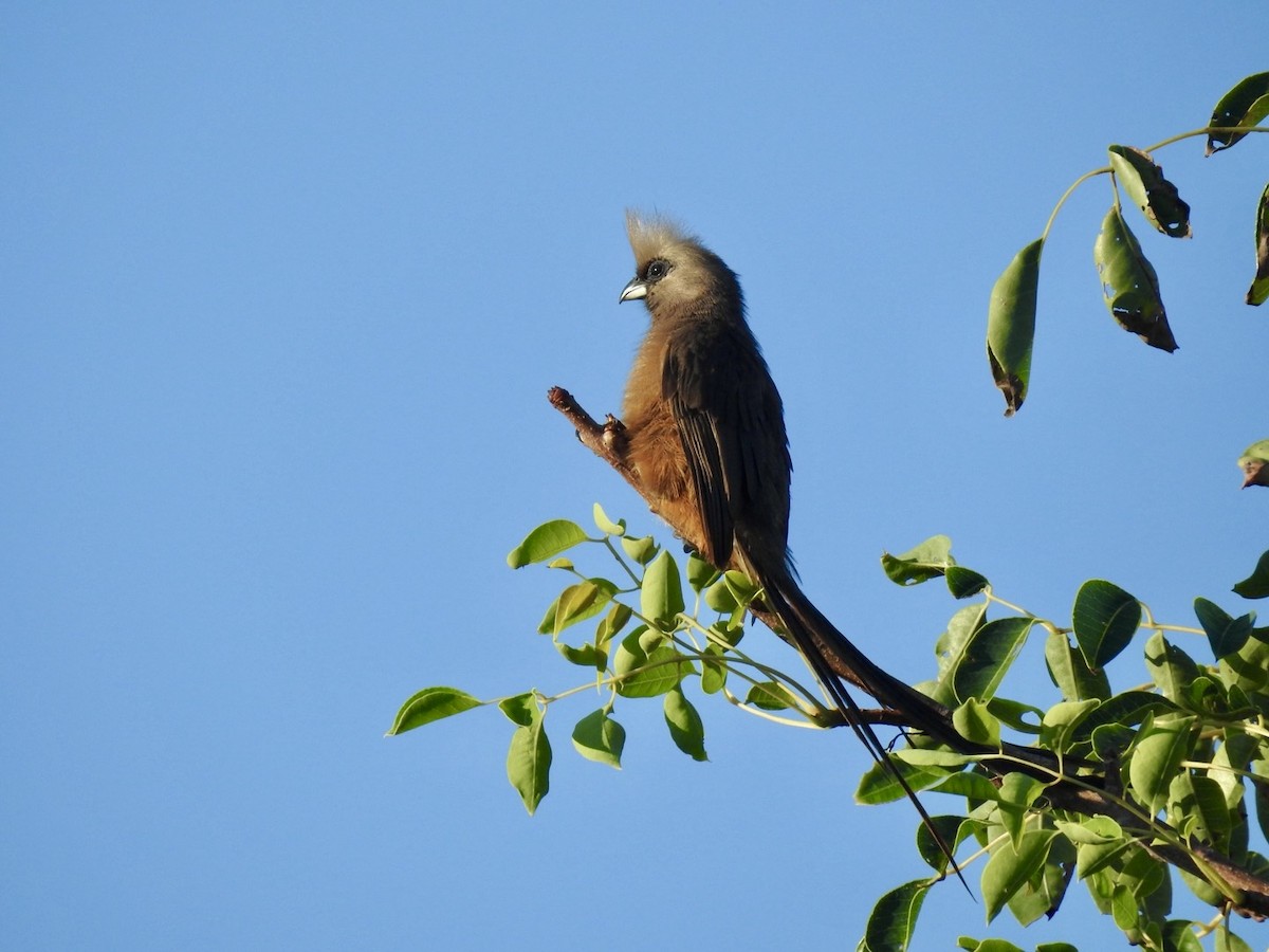 Speckled Mousebird - ML618556460