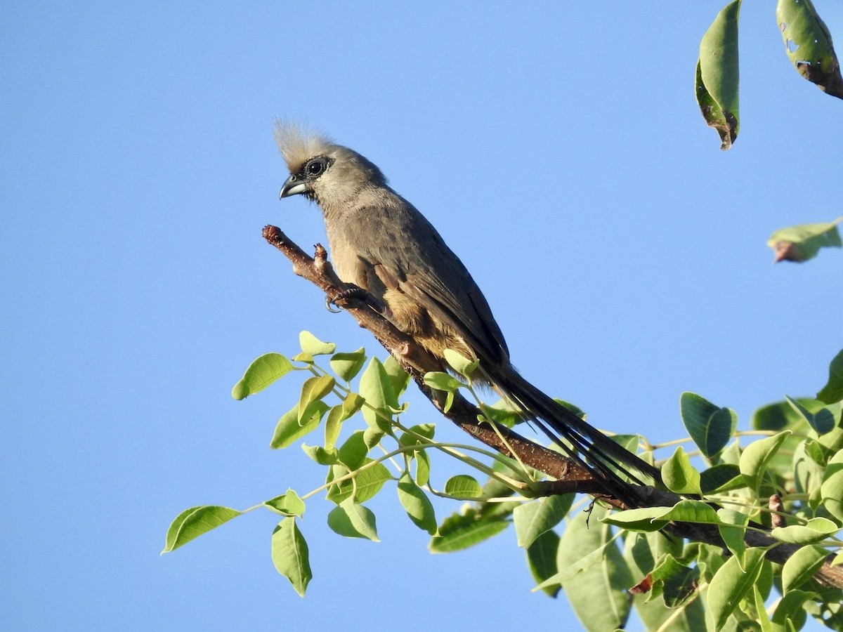 Speckled Mousebird - ML618556461