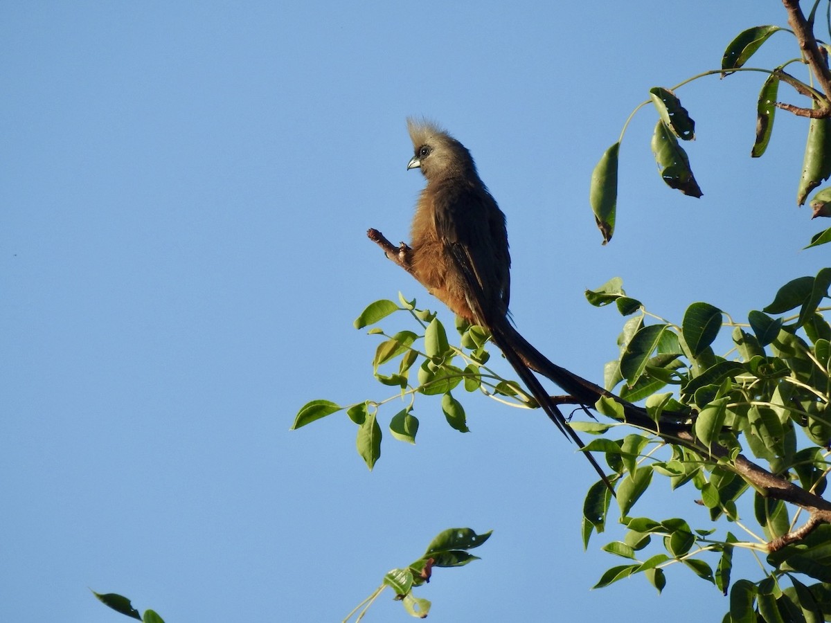 Speckled Mousebird - ML618556462