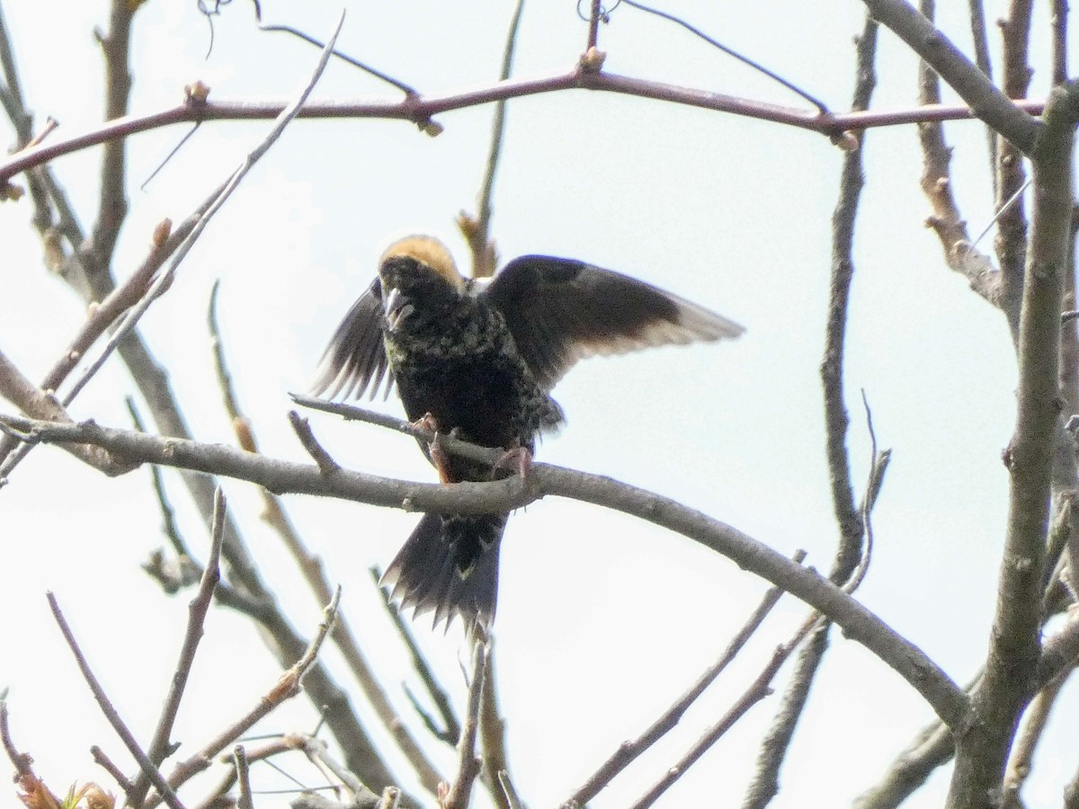 Bobolink - Larry Morin