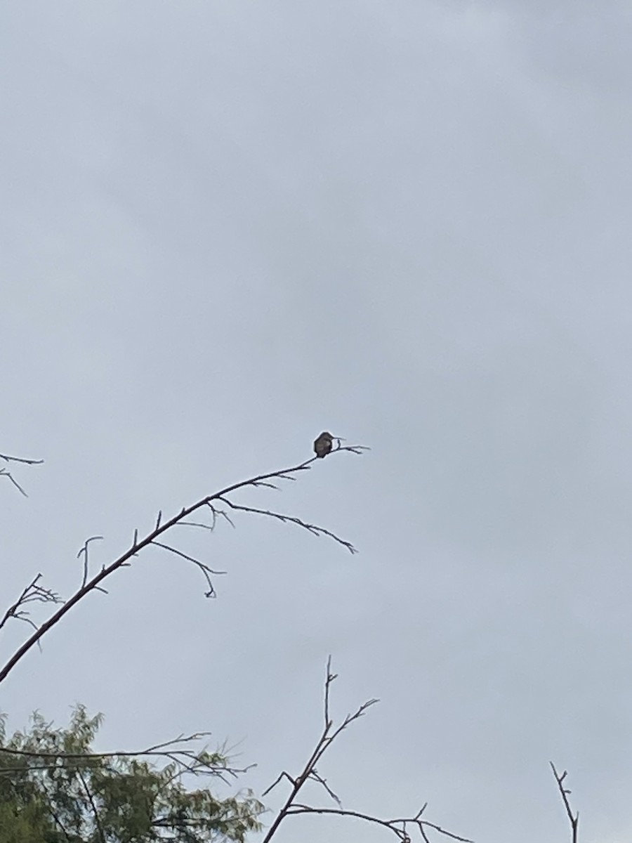 Oasis Hummingbird - ML618556468